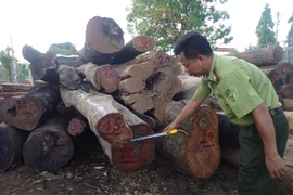 Số gỗ bị bắt giữ chủ yếu là giáng hương, căm xe, dầu gió (từ nhóm 2 đến nhóm 5), có chiều dài trên 2m. (Ảnh: Ngọc Minh/TTXVN)