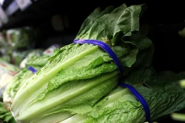 Rau diếp đang trở thành nguồn truyền bệnh do khuẩn E.coli ở Mỹ. (Nguồn: Getty Images)