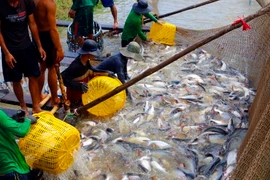 Thu hoạch cá tra thương phẩm. (Ảnh: Thanh Liêm/TTXVN)