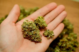 Đắk Lắk: Bắt quả tang tụ điểm chuyên bán "cỏ Mỹ" cho dân nghiện