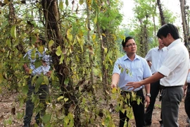 Lãnh đạo huyện Bù Đốp (tỉnh Bình Phước) khảo sát vùng hồ tiêu bị bệnh chết nhanh. (Ảnh: Dương Chí Tưởng/TTXVN)