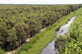 Rừng tràm ở U Minh Hạ, Cà Mau. (Ảnh: Kim Há/TTXVN)