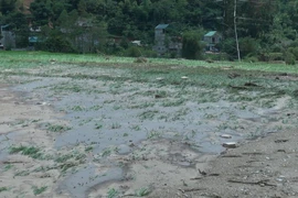 Mưa lũ trong đêm làm hơn 40 ha lúa bị cuốn trôi và vùi lấp; hơn 12ha ao cá và trên 3ha hoa màu của người dân xã Phổng Lăng, huyện Thuận Châu (Sơn La) bị mất trắng. (Ảnh: Nguyễn Chiến/TTXVN)