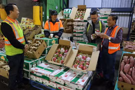 Thanh long xuất khẩu sang thị trường Australia. (Nguồn: TTXVN)
