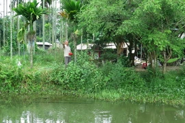 Mô hình vườn-ao-chuồng kết hợp của gia đình ông Nguyễn Hữu Chánh cho doanh thu gần 4 tỷ đồng/năm. (Ảnh: Phước Ngọc/TTXVN)