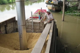 Hút lúa từ ghe vào nhà máy chế biến Thoại Sơn của Tập đoàn Lộc Trời. (Ảnh: Hồng Nhung/TTXVN)