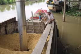 Hút lúa từ ghe vào nhà máy chế biến Thoại Sơn của Tập đoàn Lộc Trời. (Ảnh: Hồng Nhung/TTXVN)
