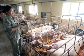 Ảnh chỉ có tính minh họa. (Ảnh: Vũ Sinh/TTXVN)