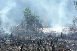 Ảnh chỉ có tính minh họa. (Ảnh: Trung Nguyên/TTXVN)