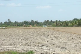 Nhiều cánh đồng ở huyện Vũng Liêm bị khô hạn. (Ảnh: Kim Phượng/TTXVN)