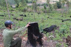 Nhiều cánh rừng tại Công ty trách nhiệm hữu hạn một thành viên Lâm nghiệp Ea Wy, huyện Ea H’leo đã bị đốt, phá để trồng đậu. (Ảnh: Phạm Cường/TTXVN)