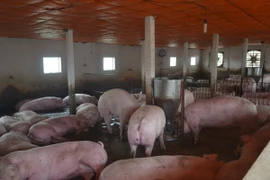 Ảnh chỉ có tính minh họa. (Ảnh: Thu Hoài/TTXVN)