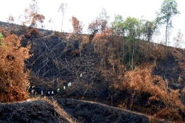 Đại diện các cơ quan chức năng kiểm tra hiện trường vụ phá rừng phòng hộ Gia Nghĩa. (Ảnh: Hưng Thịnh/TTXVN)