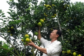 Thu hoạch cam Vinh tại xã Tân Quang. (Ảnh: Dương Trí/TTXVN)