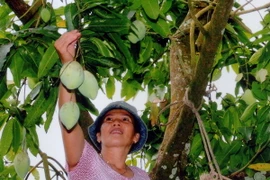 Thu hoạch xoài. (Ảnh: Đình Hụê/TTXVN)