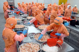 Chế biến thủy sản xuất khẩu. (Ảnh: TTXVN)