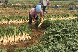 Trên địa bàn xã Tráng Việt, huyện Mê Linh có 80 hécta trồng củ cải. (Ảnh: PV/Vietnam+)