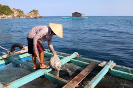 Ảnh chỉ mang tính minh họa. (Nguồn: TTXVN)