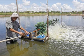 Một đầm nuôi tôm ở xã Vĩnh Hiệp, thị xã Vĩnh Châu, Sóc Trăng. (Ảnh: Trần Việt/TTXVN)