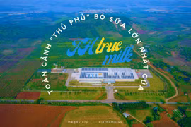 [Mega Story] Toàn cảnh "thủ phủ" bò sữa lớn nhất của TH true MILK 