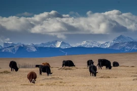 Hàn Quốc tạm ngừng nhập khẩu thịt bò Canada vì bệnh bò điên