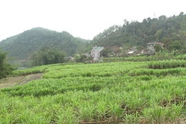 WB thông qua khoản tín dụng 100 triệu USD giúp Việt Nam giảm nghèo