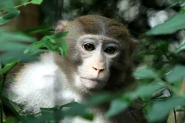 4,5 triệu USD giúp quản lý rừng bền vững cảnh quan Trung Trường Sơn