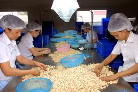 Kết nối doanh nghiệp Việt kiều để đa dạng hóa thị trường nông sản
