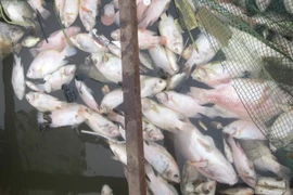 Phạt 300 triệu đồng đối với công ty xả thải làm cá chết hàng loạt