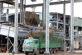 Thực trạng ngành mía đường Việt Nam: “Đổi mới hay là thất bại"