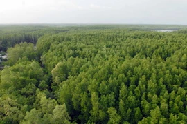 8,8 triệu euro bảo vệ rừng ngập mặn Đồng bằng Sông Cửu Long