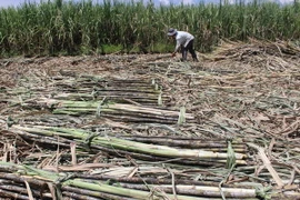 Lấy nước sông Đồng Nai vào kênh rạch để “giải thoát” mía mắc kẹt