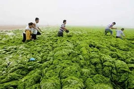 Tảo lục "xâm thực" bờ biển Thanh Đảo của Trung Quốc (Nguồn: Dailymail)