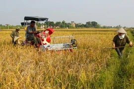 Ảnh minh họa. (Nguồn: Ngọc Hà/TTXVN)