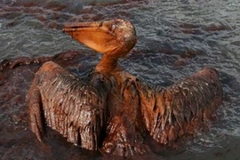 “Thủy triều đen” trên vịnh Mexico từng bước phá hủy các hệ sinh thái ven biển (Ảnh: Bikyamasr.com)