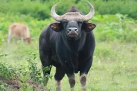 Một cá thể bò tót. 