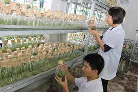 Ảnh minh họa. (Nguồn: TTXVN)