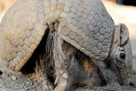 Tatu - một loài động vật có nguy cơ tuyệt chủng sống tại Đông Bắc Brazil. (Nguồn: AFP/TTXVN)