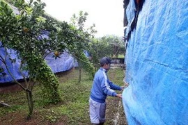 Che chắn chuồng trại phòng chống rét cho gia súc, gia cầm. (Ảnh: Đình Huệ/TTXVN)