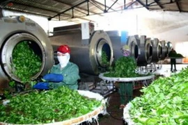 Chế biến chè. Ảnh chỉ có tính minh họa. (Nguồn: Internet)