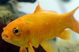 Ảnh minh họa. (Nguồn: Internet)