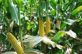 Giá ngô giảm xuống mức thấp nhất trong 3 năm qua