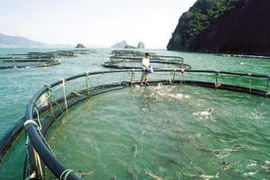 Nuôi cá lồng trên biển tại Vân Đồn phục vụ cho du lịch. (Nguồn: quangninh.gov.vn) 