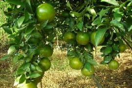 Quýt đường Long Trị. (Nguồn: nongnghiep.vn)