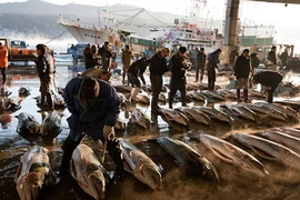 Đánh bắt cá ngừ tại Nhật Bản.