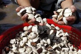 Ảnh minh họa. (Nguồn: TTXVN)