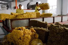 Phân loại mủ cao su thành phẩm. (Ảnh: Trọng Đạt/TTXVN)
