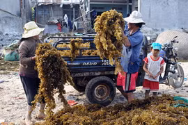 Ngư dân đưa rong mơ đi bán cho tư thương. (Ảnh: Nguyễn Đăng Lâm/TTXVN)