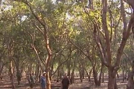 Năng suất điều tại Đắk Nông ngày càng giảm. (Nguồn: daknong.gov.vn)