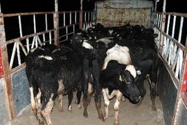 Ảnh minh họa. (Nguồn: TTXVN)